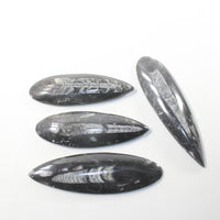 4 Orthoceras Fossils  Matrix #992n