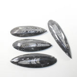 4 Orthoceras Fossils  Matrix #992n