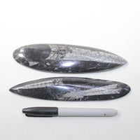 2 Orthoceras Fossils  #4423