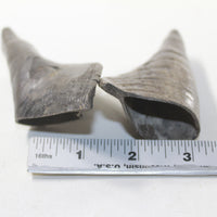 2 Small Polished Goat Horns #642N Natural Colored