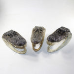 3 Alligator Heads #V026    8 Inch Heads.   taxidermy gator reptile crocodile
