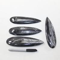 4 Large Orthoceras Fossils  Matrix #6424