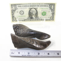 2 Small Polished Goat Horns #1120 Natural Colored