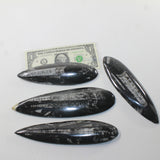 4 Orthoceras Fossils  Matrix #472n