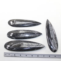 4 Large Orthoceras Fossils  Matrix #6424