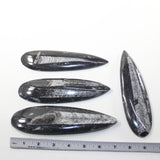 4 Large Orthoceras Fossils  Matrix #6424