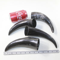 4 Small Polished Cow Horns #1923 Natural colored