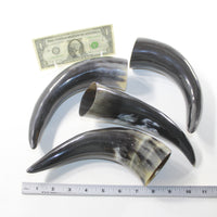 4 Polished Cow Horns #1629 Natural colored