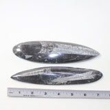 2 Orthoceras Fossils  #4423