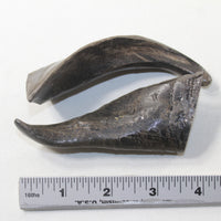 2 Small Polished Goat Horns #912N Natural Colored