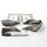 4 Small Polished Goat Horns #2431 Natural colored