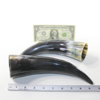 2 Polished Cow Horns #3829 Natural colored