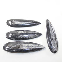 4 Large Orthoceras Fossils  Matrix #6424