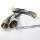 4 Polished Cow Horns #0529 Natural colored