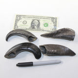 4 Small Polished Goat Horns #1024 Natural colored