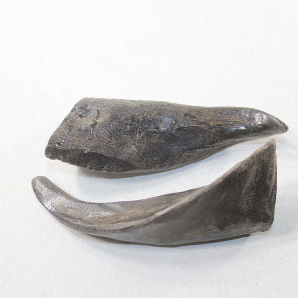 2 Small Polished Goat Horns #912N Natural Colored z