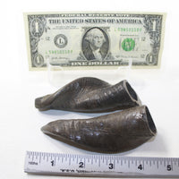 2 Small Polished Goat Horns #1120 Natural Colored