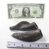 2 Small Polished Goat Horns #1120 Natural Colored