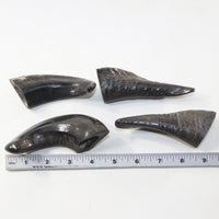 4 Small Polished Goat Horns #1024 Natural colored
