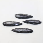 4 Large Orthoceras Fossils  Matrix #8124 z