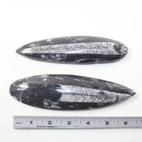 2 Orthoceras Fossils Matrix #7524