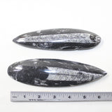 2 Orthoceras Fossils Matrix #7524