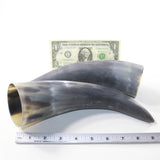 2 Raw Unfinished Cow Horns #0929 Natural Colored