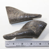 2 Small Polished Goat Horns #642N Natural Colored