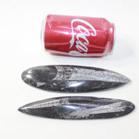 2 Orthoceras Fossils  #4423