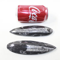 2 Orthoceras Fossils Matrix #7524