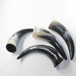 4 Polished Cow Horns #8329 Natural colored