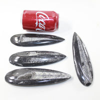 4 Large Orthoceras Fossils  Matrix #6424
