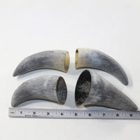 4 Raw Unfinished Cow Horn Tips #3127 Natural Colored