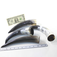 4 Polished Cow Horns #2733 Natural colored