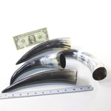4 Polished Cow Horns #2733 Natural colored
