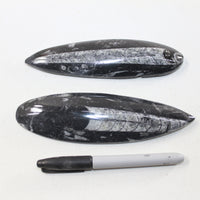 2 Orthoceras Fossils Matrix #7524