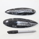 2 Orthoceras Fossils Matrix #7524
