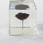 1 Rose Specimen Cube Paper Weight  #1333