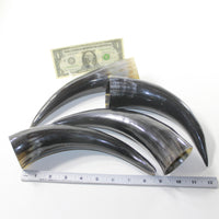4 Polished Cow Horns #302d Natural colored