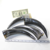 4 Polished Cow Horns #302d Natural colored