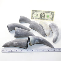 8 Raw Unfinished Cow Horn Tips #6025 Natural colored