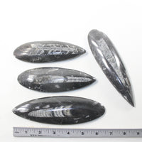 4 Orthoceras Fossils  Matrix #992n