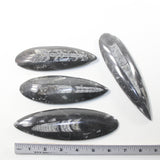 4 Orthoceras Fossils  Matrix #992n