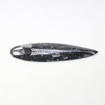 1 Large Orthoceras Fossil  #2523