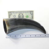 1 Polished Cow Horn #352d Natural Colored