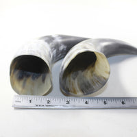 2 Raw Unfinished Cow Horns #2134 Natural Colored