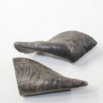 2 Small Polished Goat Horns #642N Natural Colored