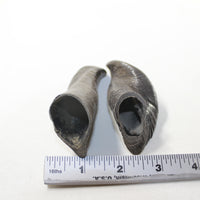 2 Small Polished Goat Horns #1120 Natural Colored