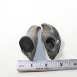 2 Small Polished Goat Horns #1120 Natural Colored