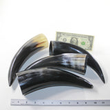 4 Polished Cow Horns #6129 Natural colored
